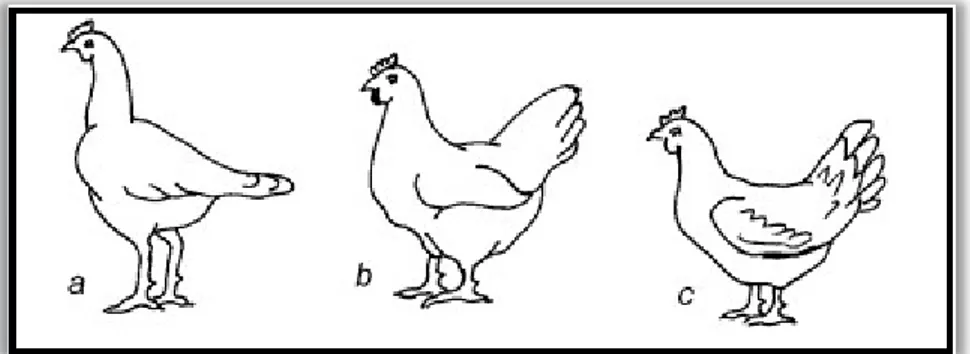 Figure 1. La forme corporelle des races commerciales de la poule: (a) Poule pondeuse ; (b) 