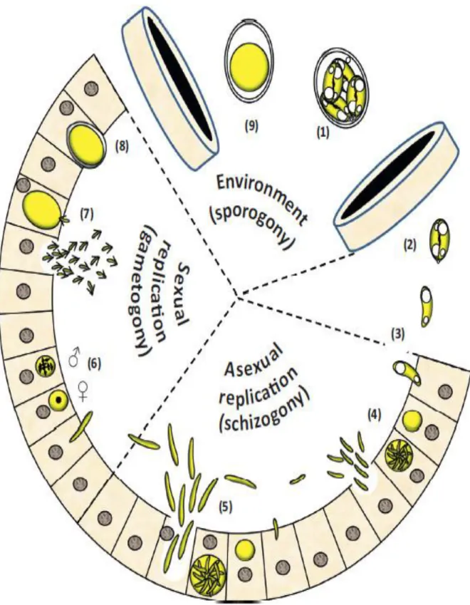 Figure 5. Cycle de vie d’Eimeria sp.  