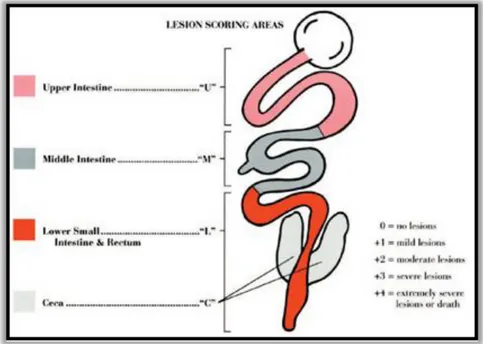 Figure 6. Classification des lésions caractéristiques de la coccidiose selon la méthode de 