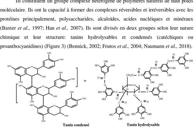 Figure 3: Structure d'un tanin condensé et hydrolysable (Naczk et Shahidi, 2004)OHOOHOHOHOHOHOOHOHOHOHOHOOHOHOHOHnTanin hydrolysable  Tanin condensé 