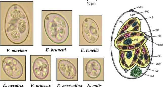 Figure  12:  Oocystes  des  sept  espèces  d’Eimeria  du  poulet  (Castañón  et  al.,  2007;  Dakpogan  et  al.,  2012)  et  schéma  de  la  structure  d’un  oocyste  des  espèces  Eimeria  (Mehlhorn, 2016)