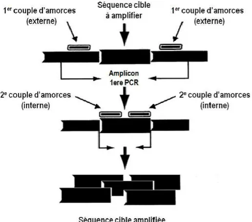 Figure 26: Représentation schématique d’une amplification spécifique de l’ADN cible par  PCR nichée 