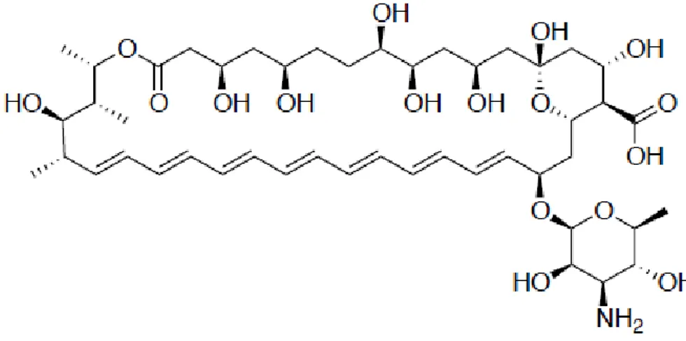 Figure 02. Lamphotéricine B (Fungizone) 