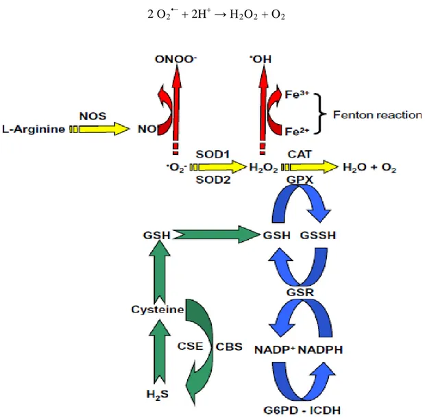 Figure 06. Vue d'ensemble des voies antioxydantes enzymatiques et non enzymatiques  impliquées dans le contrôle des RS dans les systèmes biologiques (Al-Gubory, 2014)