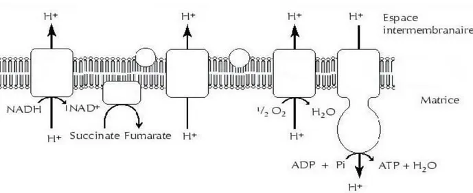 Figure 1. Représentation schématique d’une partie  de la chaîne respiratoire mitochondriale (Cadenas  and Davies 2000)  