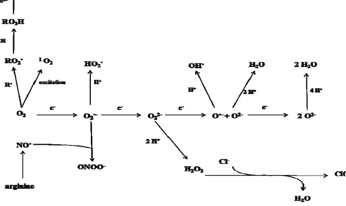 Figure 2. Réactions de base intervenant lors de la synthèse et la dégradation des ERO   et des   ERA (Smirnoff, 2005)