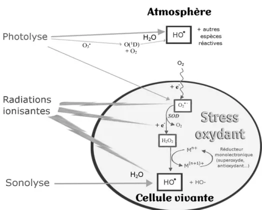 Figure 4. Génération extracellulaire des radicaux libres 