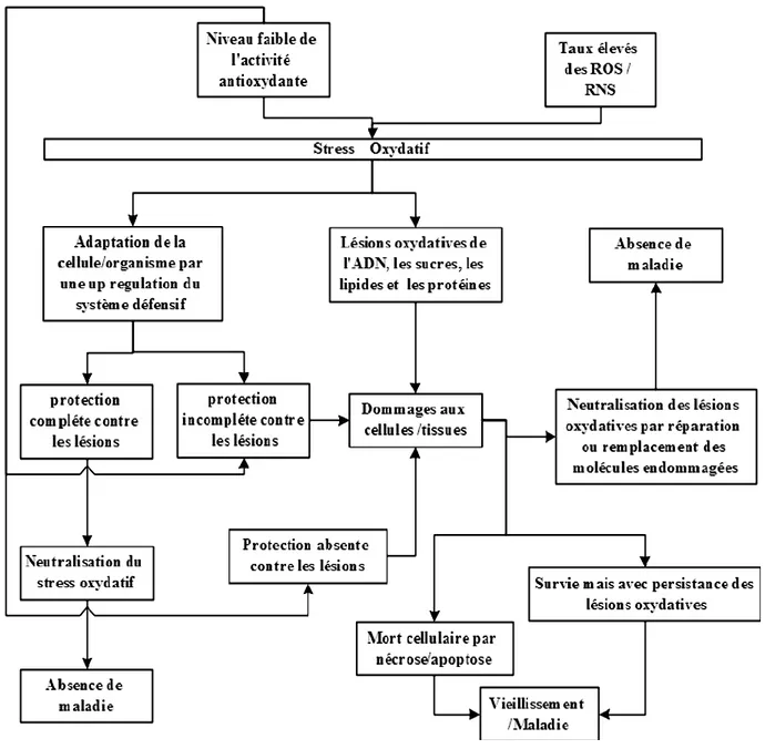 Figure  6. Les  espèces  réactives,  le  dommage  oxydatif  et  les  réponses  cellulaires  au  stress  oxydatif