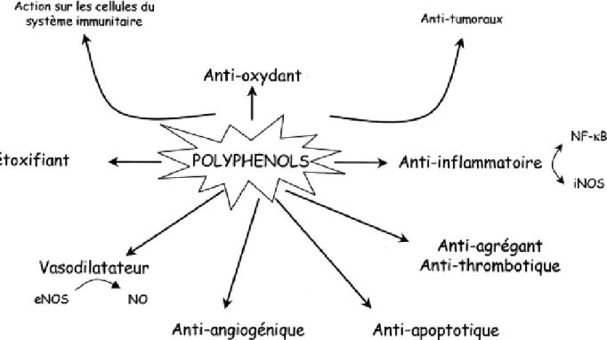 Figure 8. Activité biologique des polyphénols. 