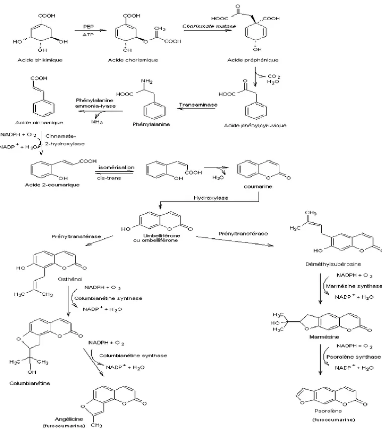 Figure 14. Représentation schématique de la voie de biosynthèse des furanocoumarines.  3.2.4