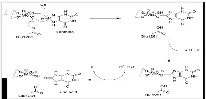 Figure 15. Mécanisme catalytique  au niveau du site actif (molybdène) de la XOR en produisant   l’acide urique à partir de la xanthine