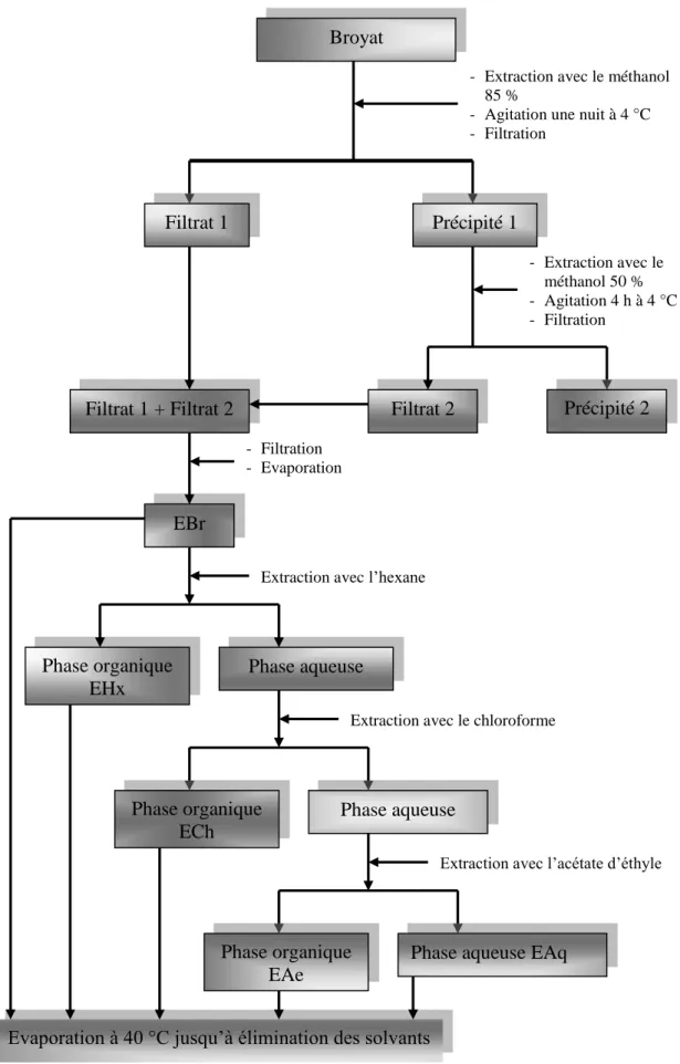 Figure  9.  Etapes de l'extraction des  polyphénols des broyats des deux plantes par la méthode de  Markham (1982).