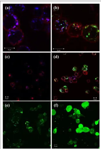 Figure 2. Time course of uptake and internalization of Nx nanoparticles in macrophages