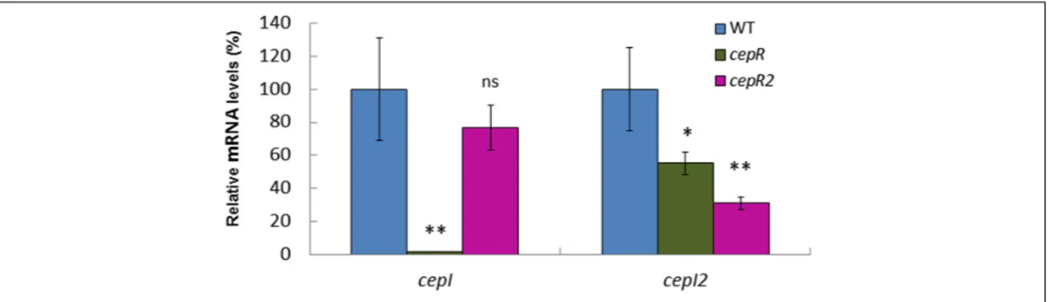 FIGURE 3 | Expression of the two synthases in B. ambifaria HSJ1. The relative mRNA levels for cepI and cepI2 genes were measured at the end of log phase (OD 600 = 4–5) in WT, cepR- mutant and cepR2- mutant