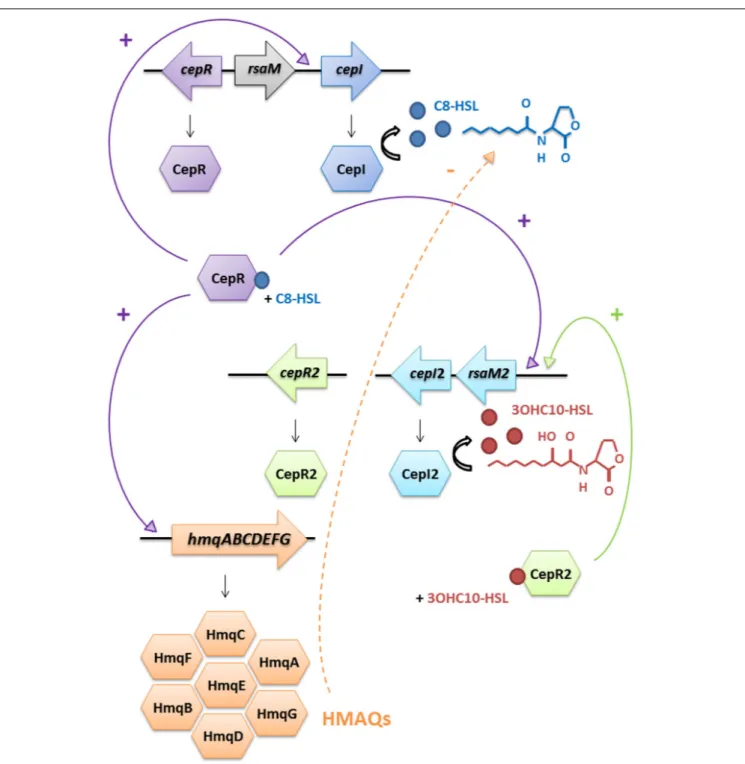 FIGURE 5 | Schematic representation of the interactions between AHL-based QS systems and HMAQ production in B