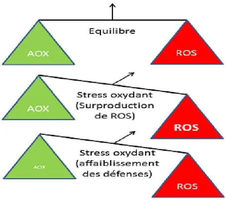 Figure  1  :  Le  stress  oxydant  AOX :  antioxydant.ROS:  reactive  oxygen  species  (Scandalios,  2002) 