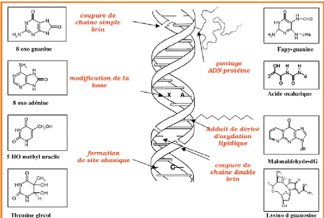 Figure  4 :  Lésions  de  l’ADN  formées  par  attaque  radicalaire  du  patrimoine  génétique  des  cellules (Favier, 2003)