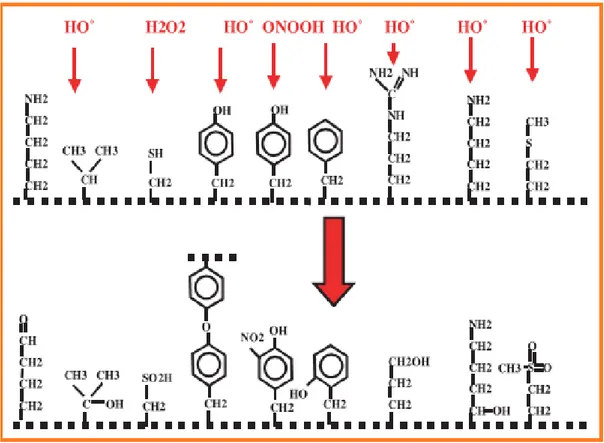 Figure 5  :  Nature  de  quelques  modifications  des  chaînes  latérales  d’acides  aminés  des  protéines après attaque radicalaire (Favier, 2003)