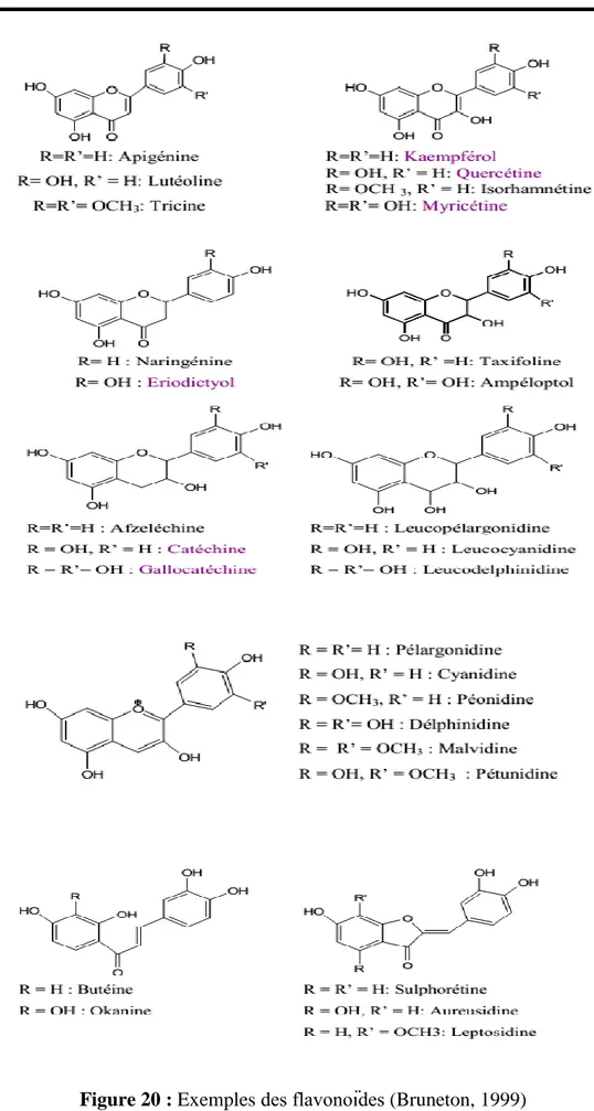 Figure 20 : Exemples des flavonoïdes (Bruneton, 1999) 