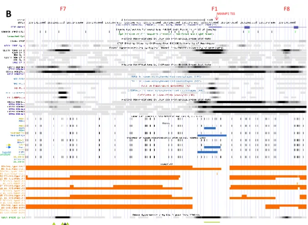 Figure 3. Epigenetic modifications at NRAMP1 locus region iii, encompassing Dnase1 footprints F7, 