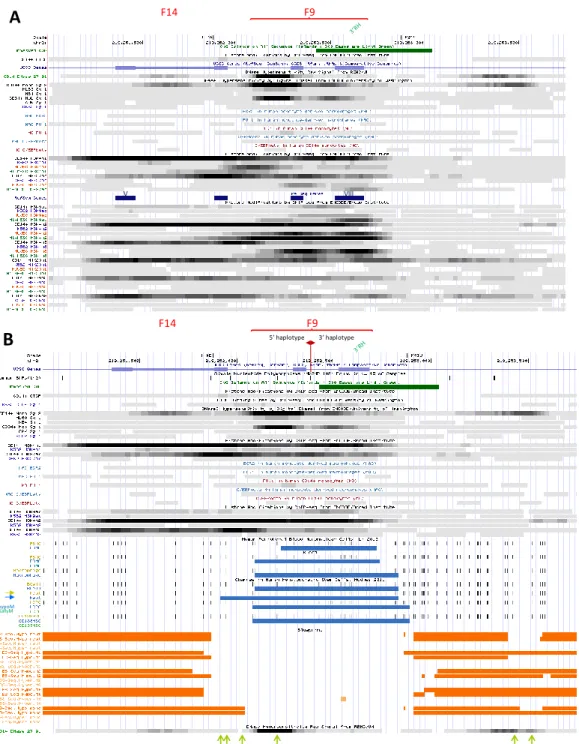 Figure 5. Epigenetic modifications at NRAMP1 locus region iv, encompassing Dnase1 footprints F14 