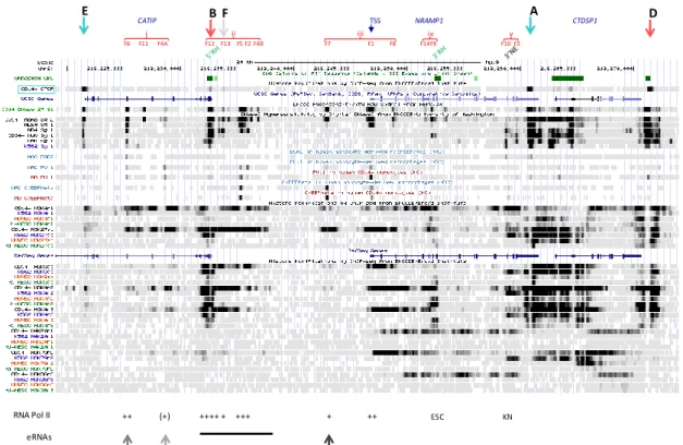 Figure  7.  Epigenetic  modifications  and  myeloid  transcriptional  regulatory  elements  at  NRAMP1 