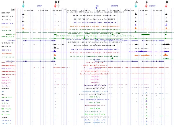 Figure 1. CAGE at NRAMP1 locus in blood cell types. From top to bottom: CTCF sites are shown by 