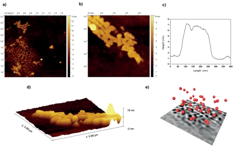 Figure 3. a) and b) AFM height images of Ru@TPhTC using 40:1 Ru/L ratio with c) height profile along the white dotted line; d) 3D rendering of the assembly; and e) 3D reconstruction of Ru@TPhTC – 40:1 via electron tomography, where just some particles are 
