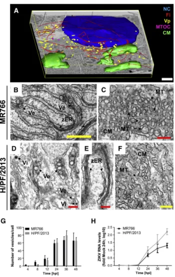 Figure 3. Ultrastructural Analysis of ZIKV-Infected Cells