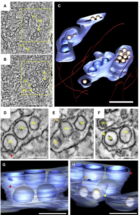 Figure 6. Electron Tomography of ZIKV- ZIKV-Induced Vesicle Packets in hNPCs