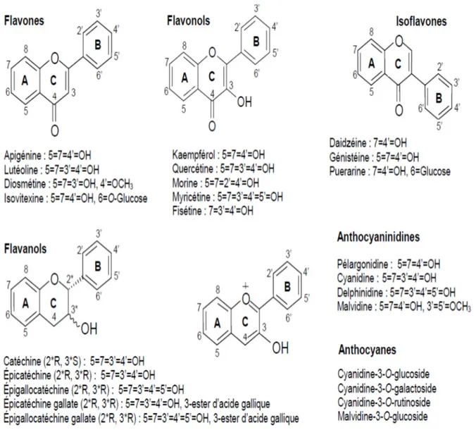 Figure 10 : Principales classes de flavonoïdes (Laguerre  et al., 2007).  II.4. Modes d’action des polyphénols 