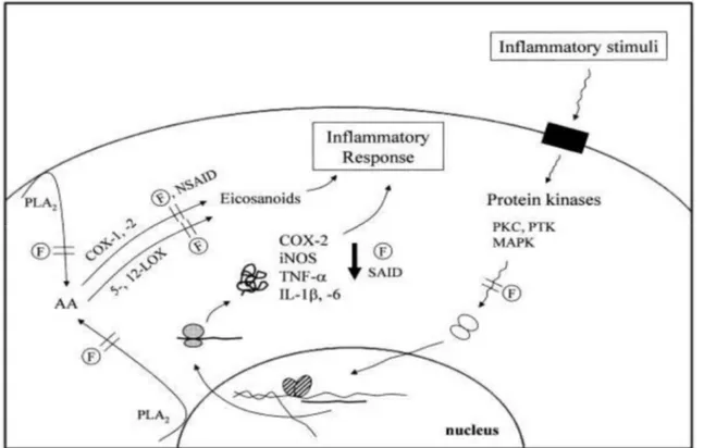 Figure 20 : Mécanismes d’action proposés des flavonoïdes sur la réaction inflammatoire