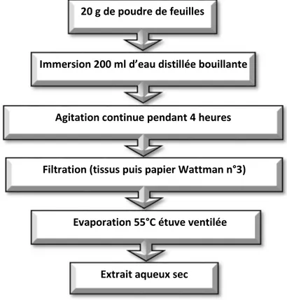 Figure 23 : Procédé d’obtention de l’extrait aqueux à partir des feuilles de L. guyonianum