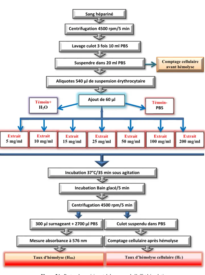 Figure 24 : Protocole expérimental de mesure de l’effet hémolytique. Sang hépariné 