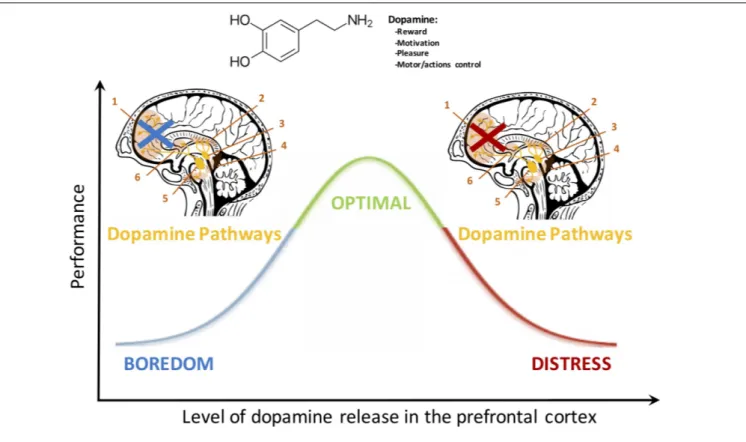 FIGURE 1 | The dopamine pathway exerts a quadratic control over the PFC. A low or a high release of this neurochemical depresses PFC activation whereas an adequate concentration ensures optimal executive functioning ( Vijayraghavan et al., 2007 ; Robbins a