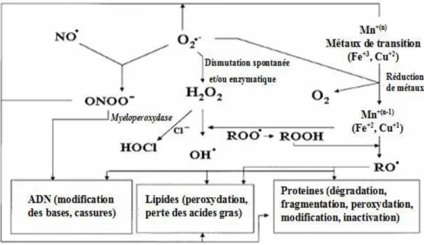 Figure 1 : Cibles biologiques et endommagement oxydatifs induits par les ERO  (Kohen et Nyska, 2002)