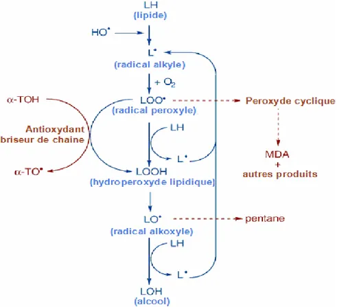 Figure 2 : Les trois étapes de la peroxydation lipidique (Sachdev et Davies, 2008).  MDA : Malondialdehyde ; α-TH : α-tocophérol.