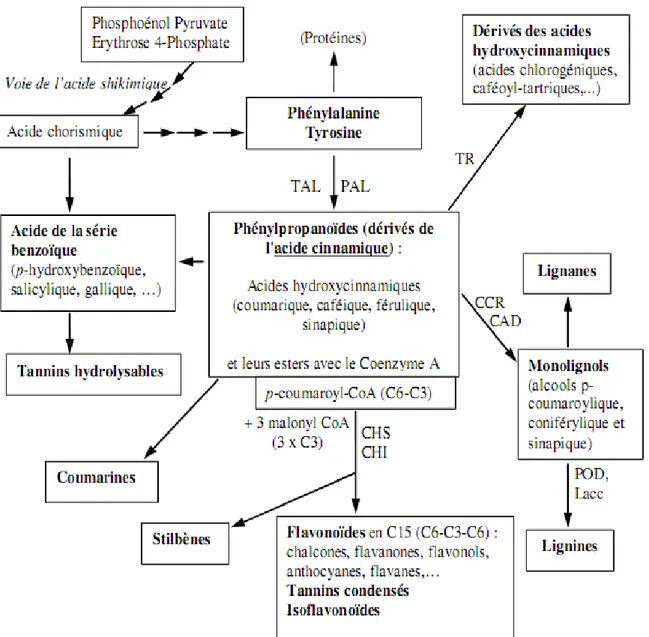 Figure 6 : Représentation simplifiée de la voie de biosynthèse des polyphénols végétaux (Macheix et  al ., 2005).