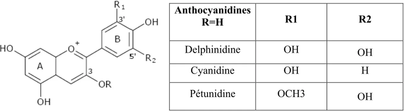 Figure 8: Structures chimiques de quelques anthocyanidines (Mazza et Miniati, 1993). 