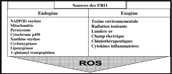 Figure 4 : Sources des espèces activées dérivées de l’oxygène et de l’azote (Sauer et al., 2001)