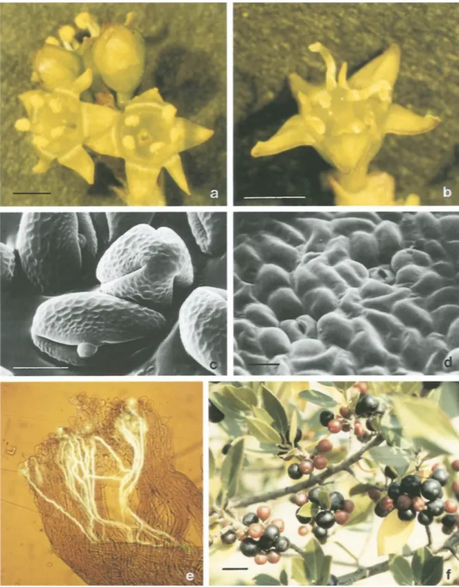 Figure 2 : Fleures, nectar, friuts et pollen de R. alaternus 