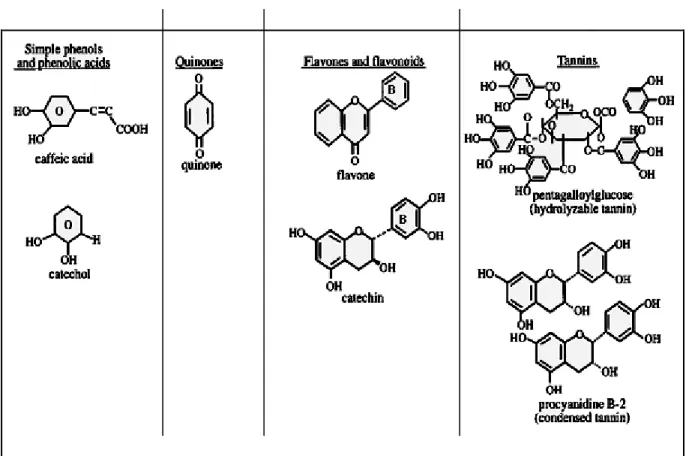 Figure 4. Structure de certains composés d’origine végétale doués d’activité antimicrobienne  (Cowan, 1999).