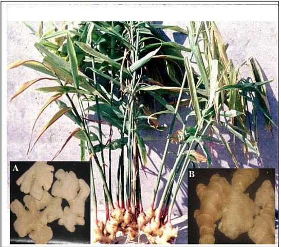 Figure 7. Photographie de Zingiber officinalis montrant la partie aérienne et les rhizomes de  la plante (A : rhizomes sècs ; B : rhizomes frais)