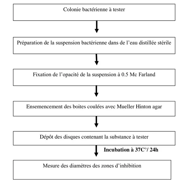 Figure 8. Etapes de l’étude de l’effet inhibiteur des extraits sur les bactéries.   