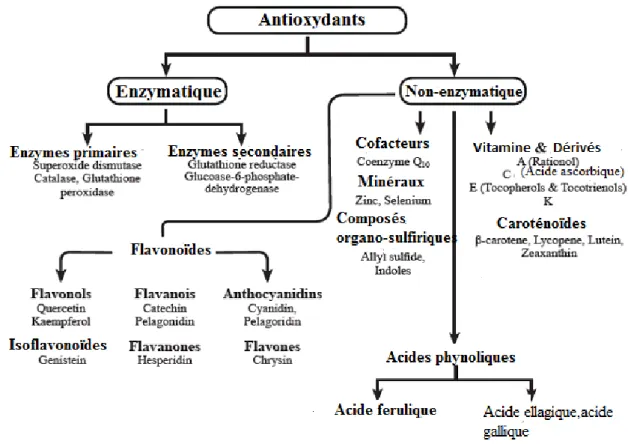 Figure 2: Classification des antioxydants (Carocho et Ferreira, 2013) 