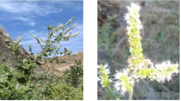 Figure  4.  Photographie  de  M.  rotundifolia  récoltée  au  mois  d’Juin  2016  de  la  région  de  Djemila  Wilaya de Sétif