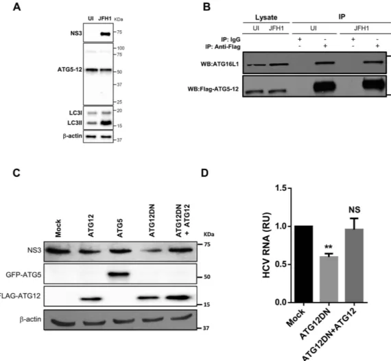 Figure 1.  HCV does not alter the formation of the autophagy elongation complex in Huh7 cell