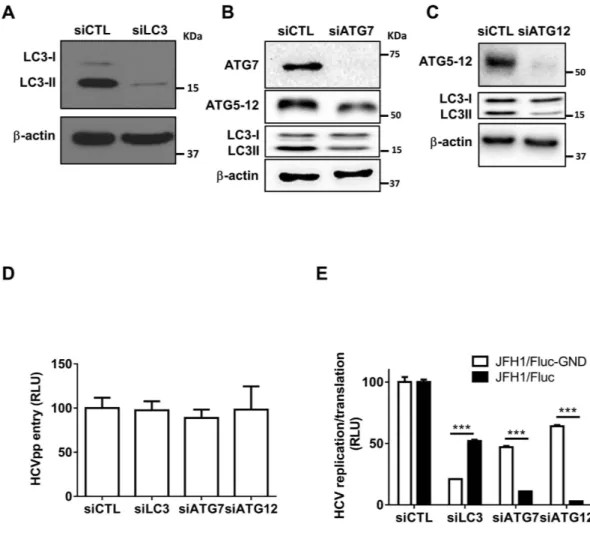 Figure 2.  Silencing of ATG7 or ATG12 inhibits HCV lifecycle. (A–C) Huh7 cells were transfected with 