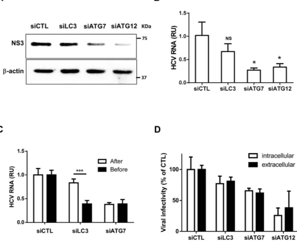 Figure 3.  Silencing of ATG7 or ATG12 but not LC3 inhibits HCV replication. (A) Huh7 cells stably 