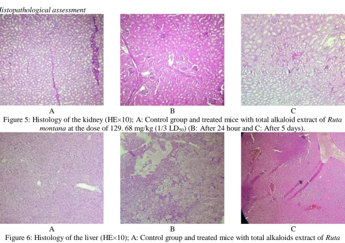 Figure 5: Histology of the kidney (HE×10); A: Control group and treated mice with total alkaloid extract of Ruta  montana at the dose of 129